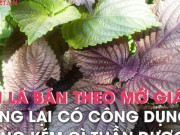 Sức khỏe đời sống - Loại lá ở Nhật được xem như &quot;lá hồi sinh&quot;, Việt Nam trồng cả vườn, bán theo mớ rẻ bèo