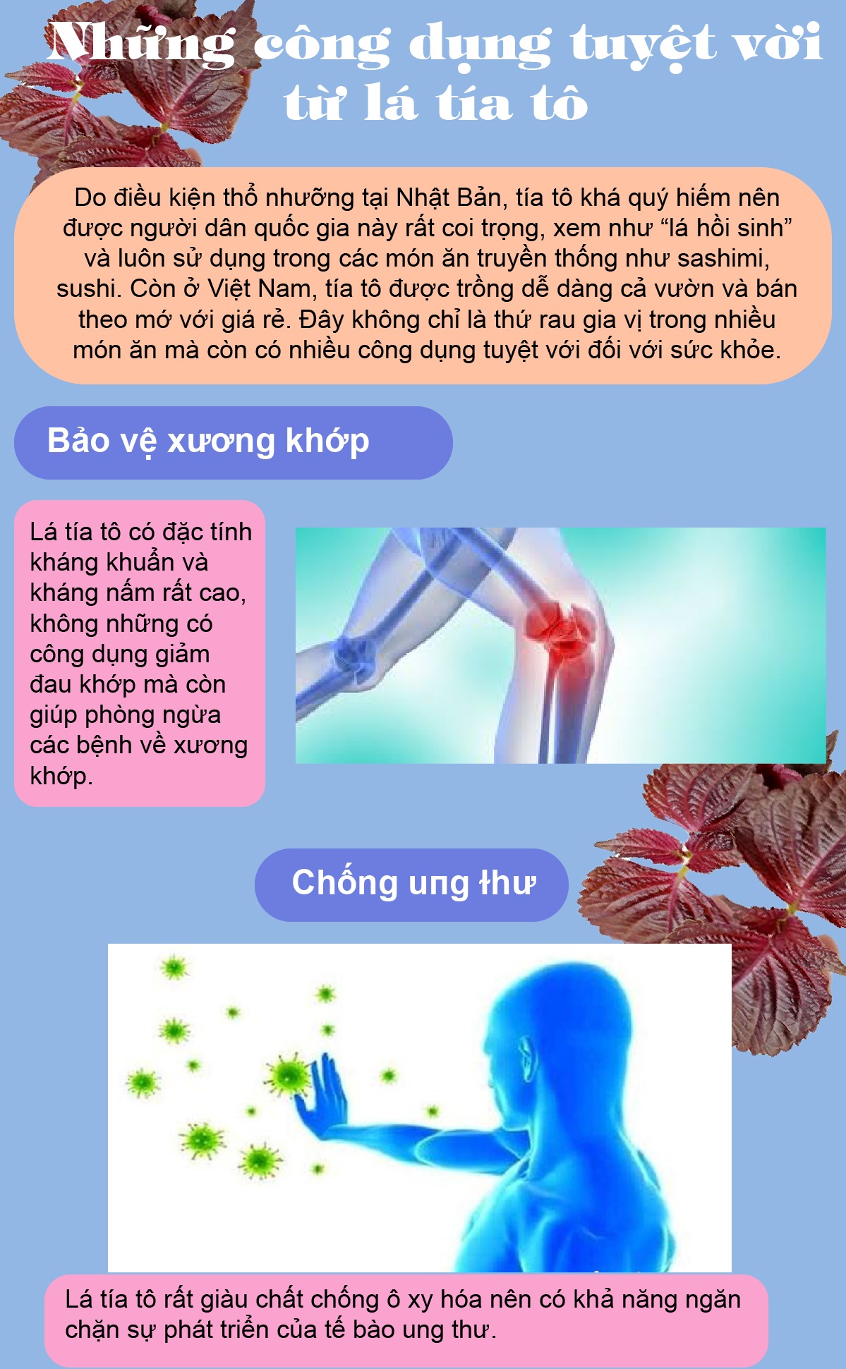 Loại lá ở Nhật được xem như &#34;lá hồi sinh&#34;, Việt Nam trồng cả vườn, bán theo mớ rẻ bèo - 1