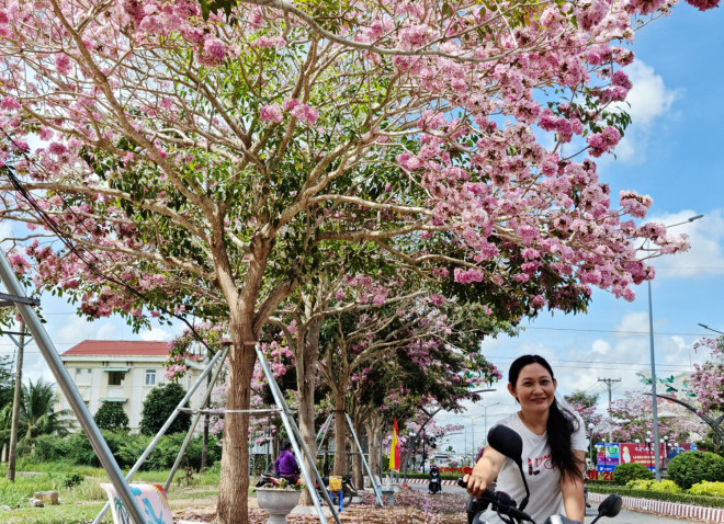 Một phụ nữ tạo dáng trên xe máy tại cung đường hoa kèn hồng nổi tiếng ở Sóc Trăng. Ảnh: Hàm Yên.