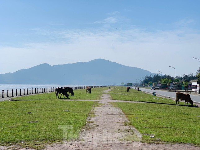 Dọc bãi biển Xuân Hải thời điểm này chưa có khách đến du lịch, một số nhà hàng chưa mở cửa, bò thả rông gây mất mỹ quan...