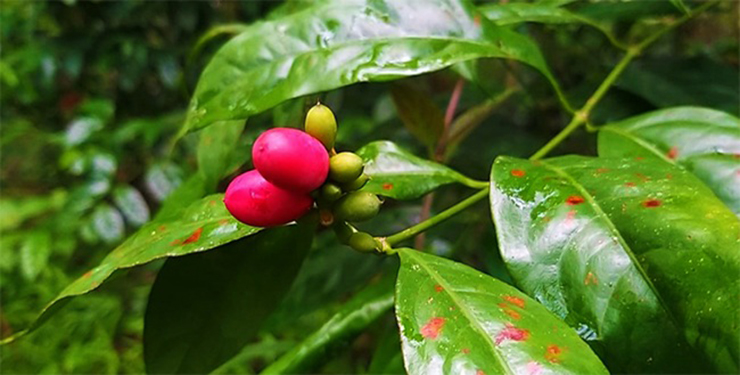 Cây rau bép thường&nbsp;mọc dại ở bờ rào, vùng đất trống
