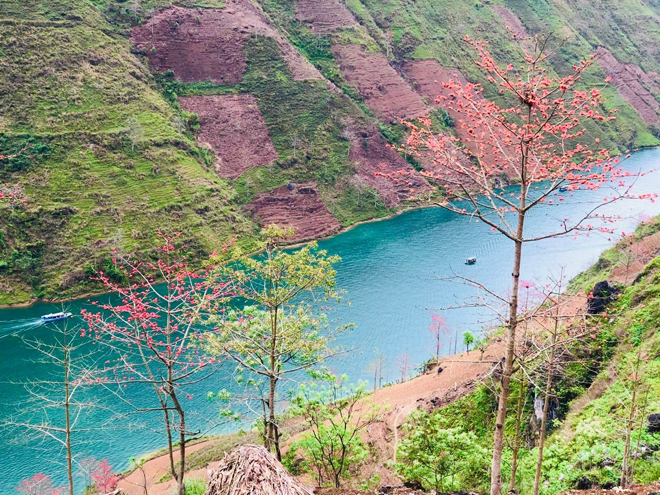 Loài cây ấy thường mọc dọc theo các triền sông nhỏ và hẹp, lọt giữa những chân núi ngút ngàn.