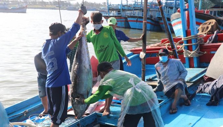 Theo Tổng cục Hải quan, xuất khẩu cá ngừ của Việt Nam sang Canada 2 tháng đầu năm đạt 7,5 triệu USD, tăng 52% so với cùng kỳ năm ngoái.
