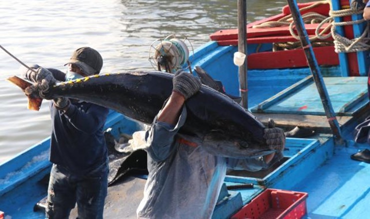 Cá ngừ&nbsp;thuộc họ&nbsp;cá&nbsp;thu&nbsp;ngừ&nbsp;(Scombridae),&nbsp;là loài cá&nbsp;có giá trị kinh tế quan trọng nhất của vùng biển nước ta.
