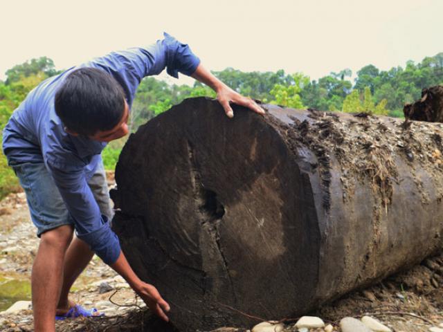 Khối gỗ lim xanh được 2 nông dân tìm thấy dưới suối có giá bao nhiêu?