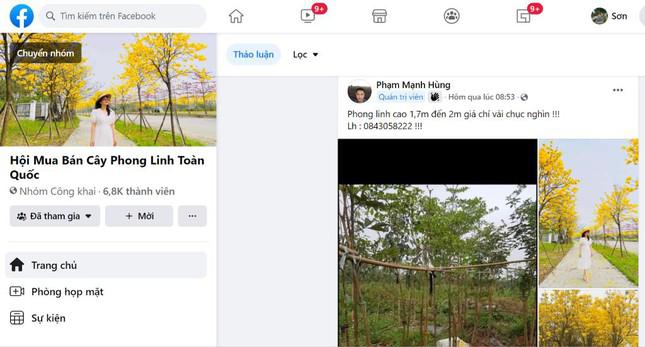 Trang chuyên mua bán cây phong linh mới lập ra được hơn 1 tuần đã thu hút đến gần 7 nghìn thành viên.