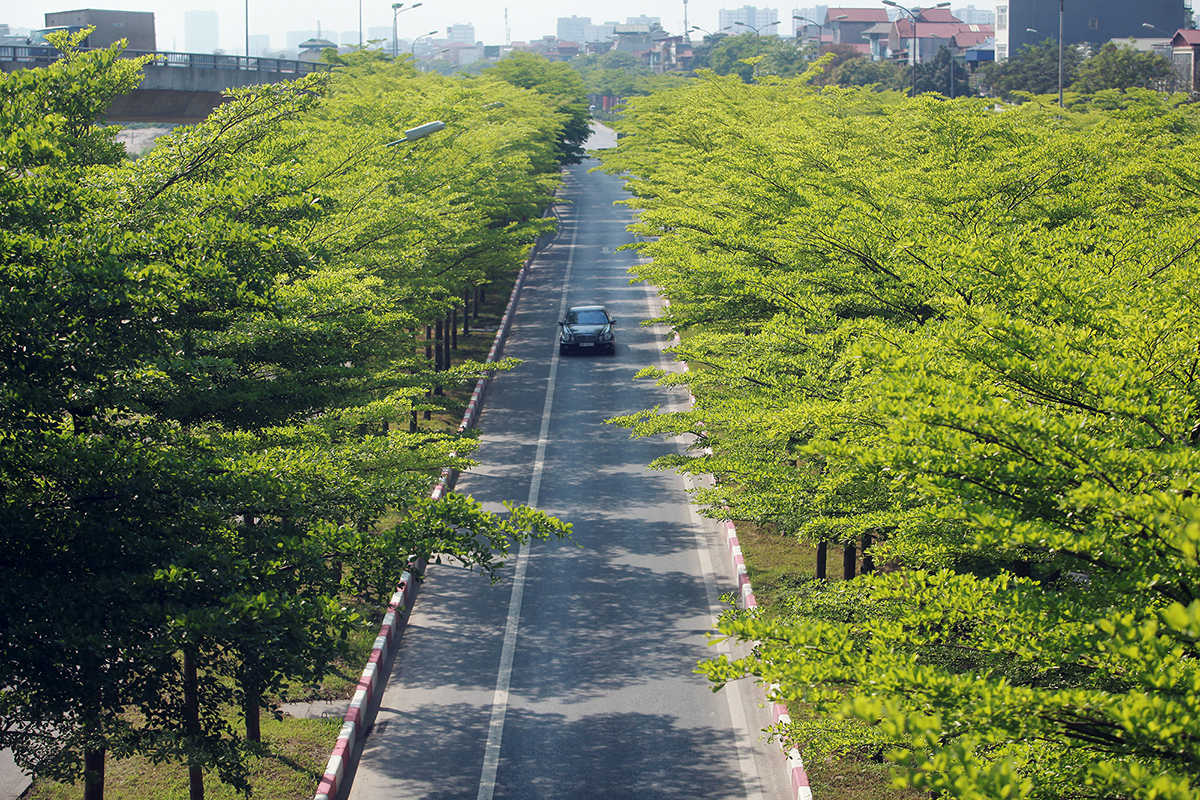 Những ngày gần đây, hàng cây bàng lá nhỏ tại nút giao Quốc lộ 5 lối lên Quốc lộ 1 đi Bắc Ninh, Bắc Giang đang độ xanh mướt, tạo khung cảnh nên thơ.