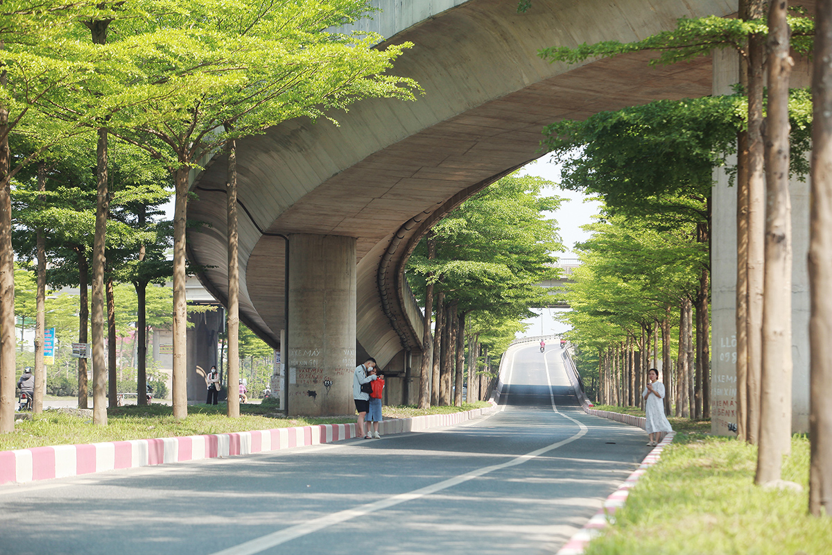 Vài năm gần đây, cây bàng Đài Loan hay còn gọi là bàng lá nhỏ được trồng tại thành phố Hà Nội thay cho cây phong lá đỏ, nhằm đem đến diện mạo mới lạ cho nhiều tuyến đường của Thủ đô.