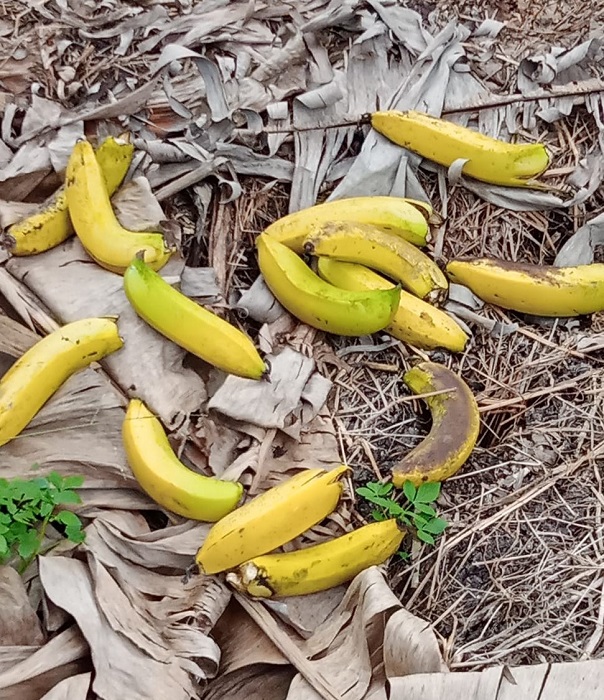 Chuối trong kho lạnh thì phải thuê người dọn bỏ vì thối hỏng, ngoài vườn thì rụng vàng gốc.