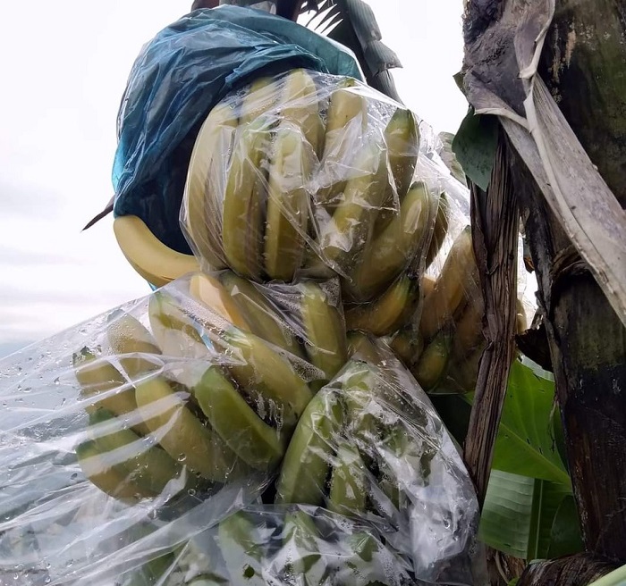 Cả nghìn tấn chuối bí đầu ra