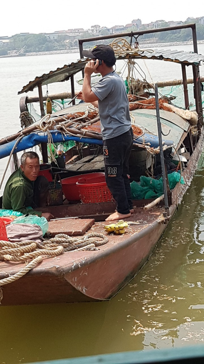 Vật vờ ngoi lên đẻ trứng, lột xác đầy mặt sông, bám đầy thành thuyền, phà. Ảnh Uyển Hương