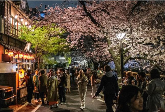 Từ cuối tháng 3, hoa anh đào bắt đầu nở rộ tại nhiều địa phương ở Nhật Bản như Tokyo, Hiroshima, Osaka… Đến cuối tháng 4, đầu tháng 5 hoa anh đào mới bắt đầu nở tại Sapporo, Akira, Omori… Ảnh: Philip Fong / Getty Images