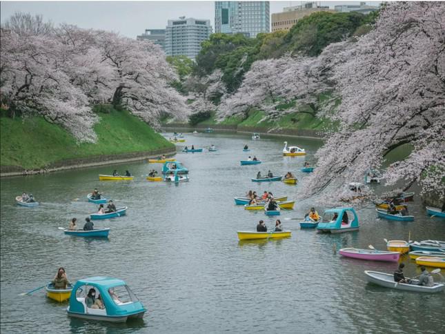 Du khách chèo thuyền tại Cung điện Chidorigafuchi ở Tokyo - một địa điểm ngắm hoa anh đào nổi tiếng. Ảnh: Nicolas Datiche / SIPA / REX / Shutterstock