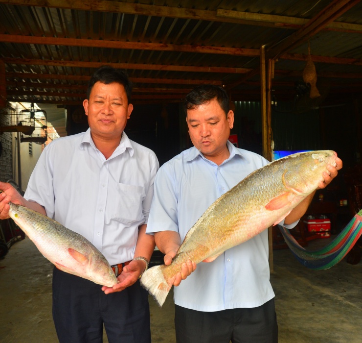 Cá sủ vàng là dòng cá hiếm lại được nhiều người tìm mua nên giá bán thường rất cao, dao động từ 15 – 30 triệu đồng/kg.
