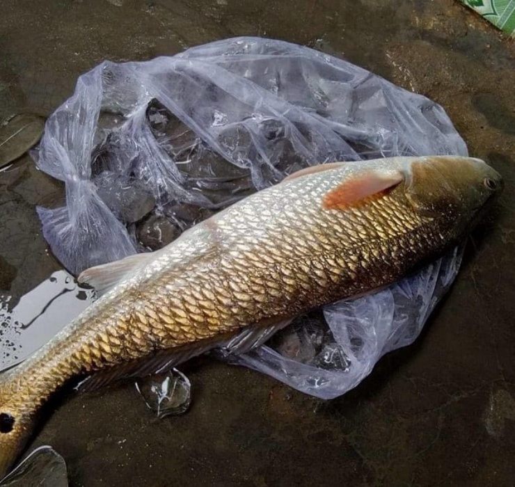 Tại Việt Nam, cá được tìm thấy khá nhiều ở các vùng vịnh Cam Ranh, Nghệ An, Bến Tre, Bình Định, Quảng Bình, Đồng Nai.
