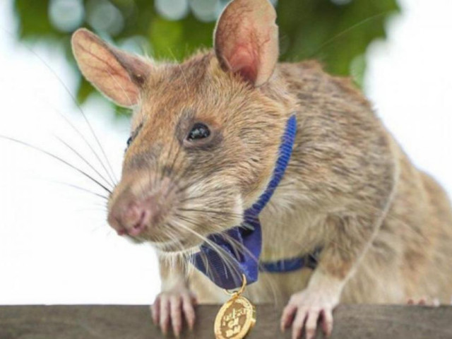 Vì sao Campuchia tiếc thương một chú chuột vừa qua đời?