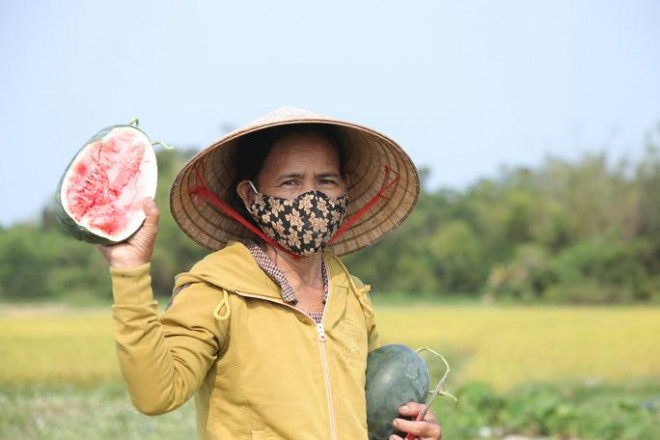 Cận cảnh hàng trăm ha dưa hấu hắc mỹ nhân chết khô, nông dân méo mặt - 9