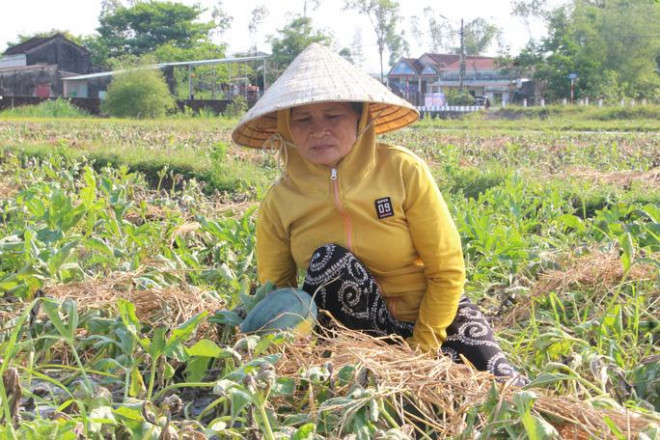 Cận cảnh hàng trăm ha dưa hấu hắc mỹ nhân chết khô, nông dân méo mặt - 10