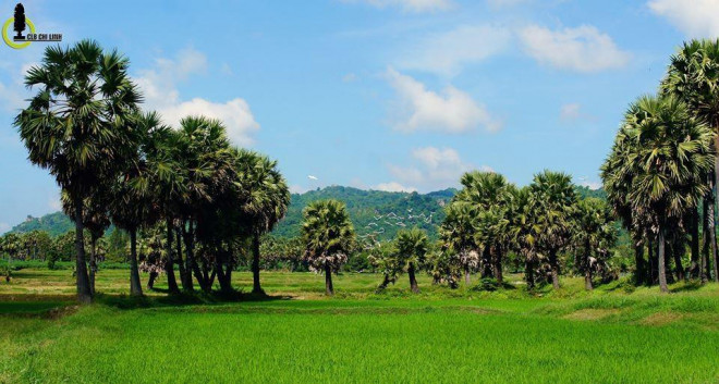 Loại hạt xuất xứ từ miền Tây được ví như &#34;hạt gạo khổng lồ&#34; khiến chị em Hà thành mê mẩn là hạt gì? - 2