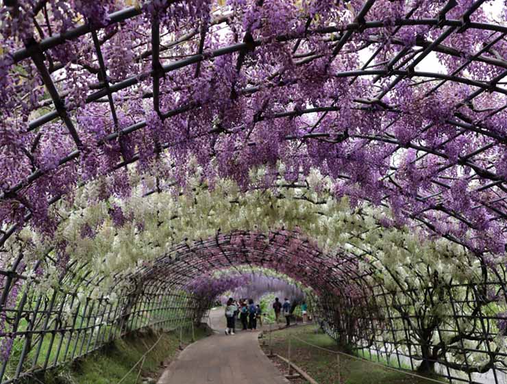 10. Đây là điểm thu hút nhất trong công viên Kawachi Fuji, nhưng bên trong còn có một khu vườn khác cũng đẹp không kém với hơn 700 cây phong.
