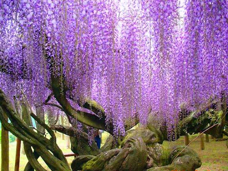 13. Nếu di chuyển bằng ô tô từ Tokyo đến công viên Kawachi Fuji sẽ mất 4 tiếng hoặc bạn cũng có thể đi tàu tới ga Yahata Higachi, sau đó bắt taxi đến công viên.
