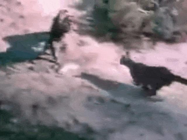 Đại bàng nhận kết đắng vì ”vô tư” vào lãnh địa sư tử núi săn mồi
