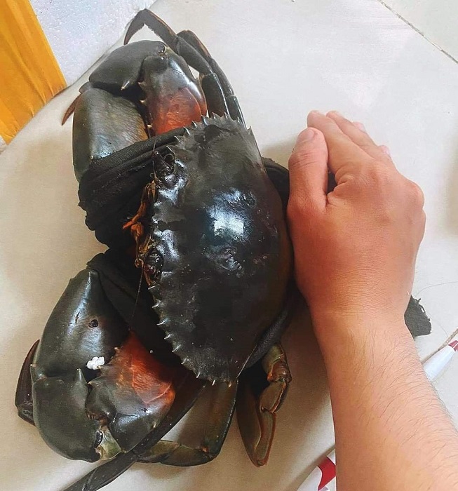 Loại cua này có giá từ 700-800 nghìn đồng/kg nên mỗi con cua có thể lên tới cả triệu đồng.