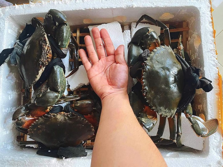 Chị Phương lọc 5 thùng cua mới được 1 con cua size trên 1kg/con.