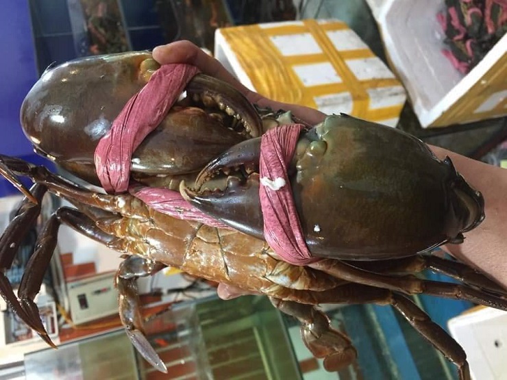 Để xác định chính xác trọng lượng cua, người tiêu dùng nên chú ý vào loại dây buộc của từng con cua.