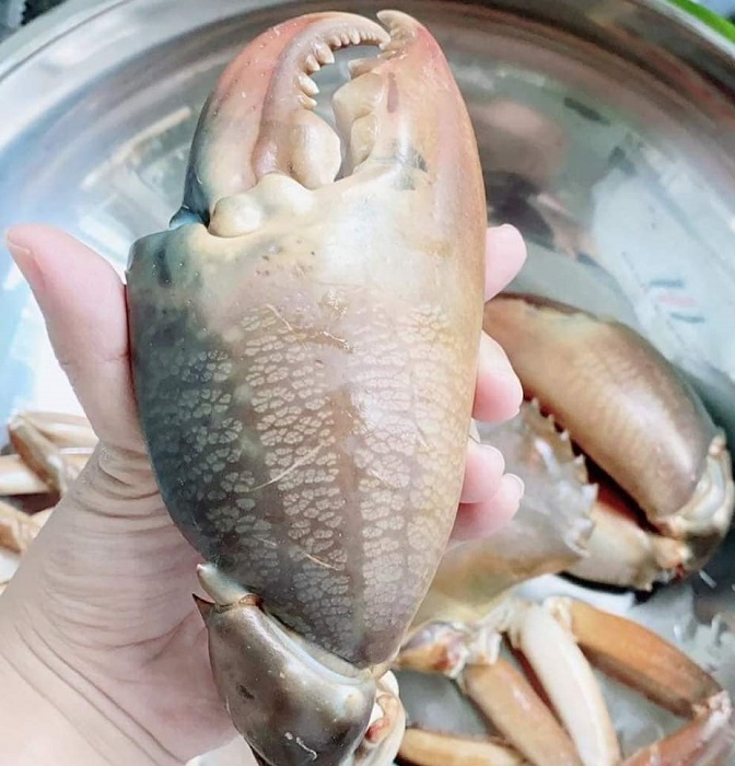 Chiếc càng cua "siêu khủng" của con cua nặng 1,5kg.