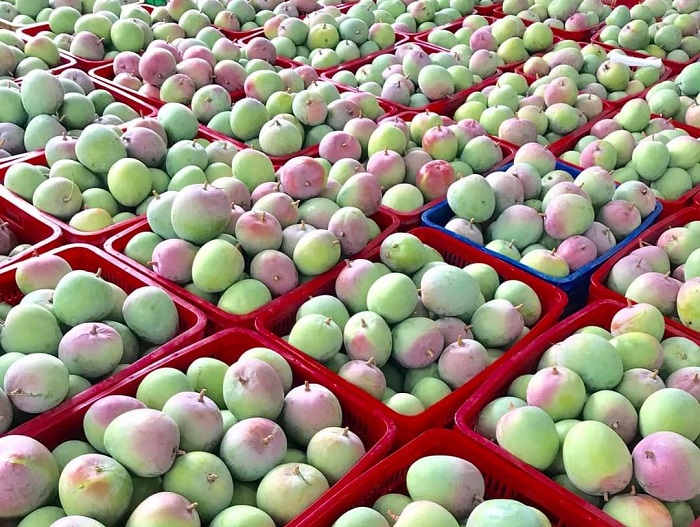 Hàng tấn xoài Úc đến kì thu hoạch nhưng không xuất khẩu được, phải bán với giá "siêu rẻ".