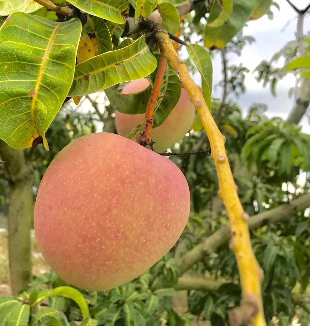 Với giá 5 nghìn đồng/kg, người nông dân trồng xoài Úc lỗ nặng.