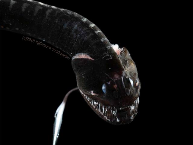 Bí ẩn về những loài cá ”đen chưa từng thấy” dưới tầng sâu nhất của đại dương