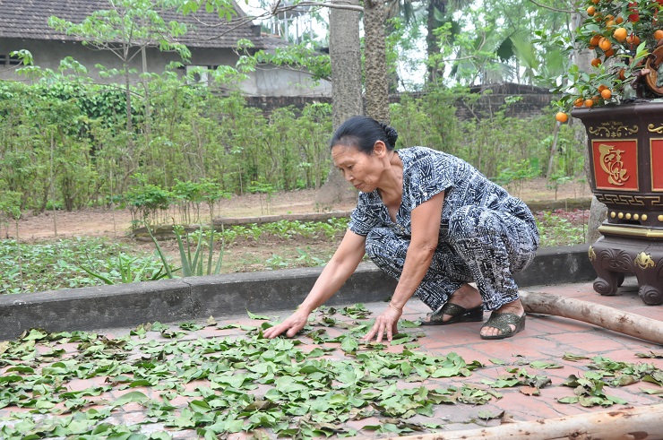 Lá tầm gửi rụng được nhặt vào, phơi khô rồi bán với giá 1,2 triệu đồng/kg. Có bao nhiêu cũng có người mua hết đến đó.