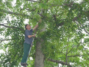 Thị trường - Tiêu dùng - Lão nông Phú Thọ sở hữu vườn cây “lạ”, chỉ vặt lá bán được nửa tỷ đồng mỗi năm