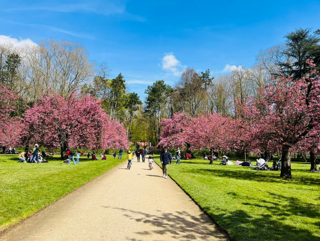 Fall in love with cherry blossoms at Parc de Seaux, Paris - 4