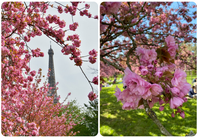 Fall in love with cherry blossoms at Parc de Seaux, Paris - 3