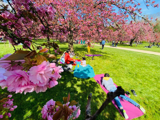 Fall in love with cherry blossoms at Parc de Seaux, Paris - 8