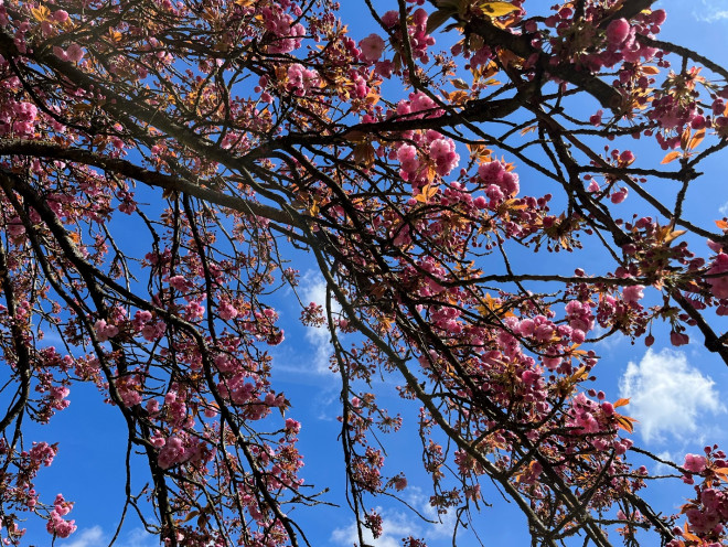 Fall in love with cherry blossoms at Parc de Seaux, Paris - 13