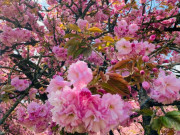 Du lịch - Mê mẩn sắc hoa anh đào ở Parc de Seaux, Paris