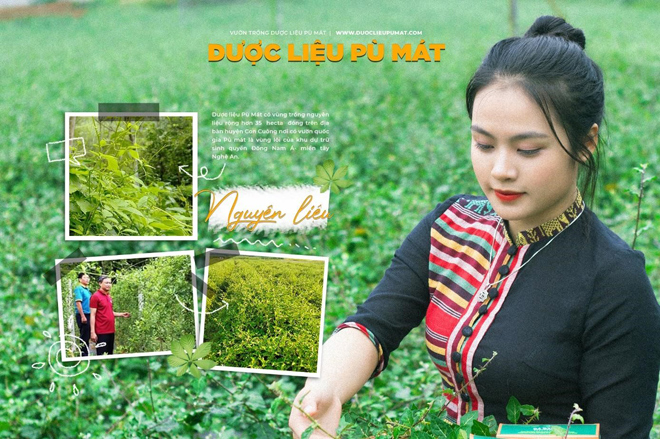 Dược liệu Pù Mát luôn đảm bảo các tiêu chí sạch, chất lượng, giá cả hợp lý và an toàn cho người sử dụng.