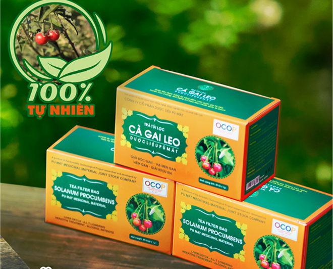 Sản phẩm trà&nbsp;túi lọc cà gai leo Pù Mát.