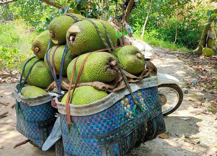 Giá mít xuống thấp khiến cả thương lái lẫn chủ vựa đều không thiết tha thu mua vì sợ lỗ.