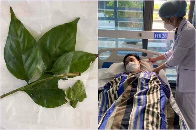 Mistaking leaves with wild vegetables, 9 people were hospitalized after a meal - 1