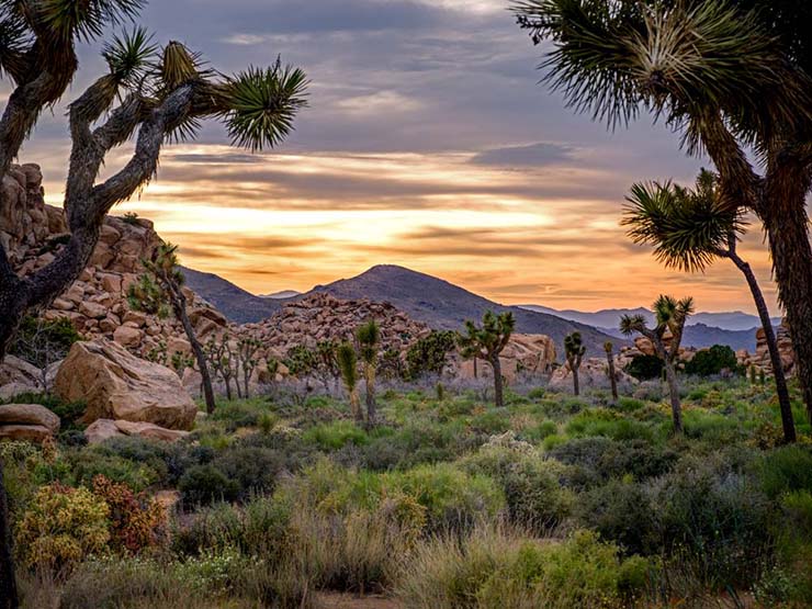 1. Sa mạc Mojave, Mỹ

Các dãy núi gồ ghề và các lòng chảo sâu tạo thành cảnh quan chính của sa mạc Mojave. Đặc biệt, Mojave là nơi có nhiệt độ thấp nhất và nóng nhất khiến cho môi trường sống của các loài động vật ở đây cũng rất kỳ lạ.
