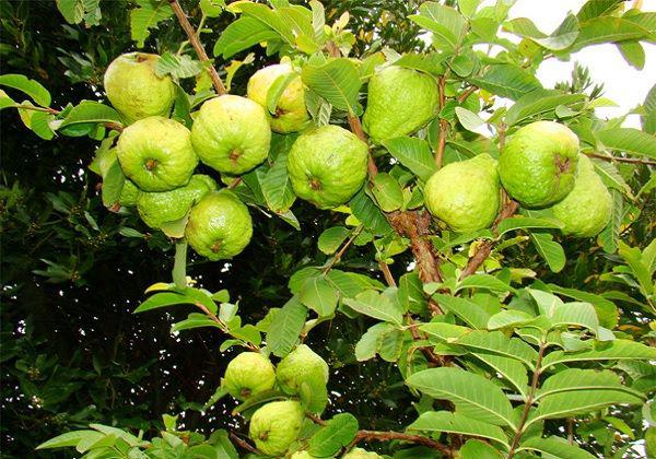 11 remedies from guava tree - 1