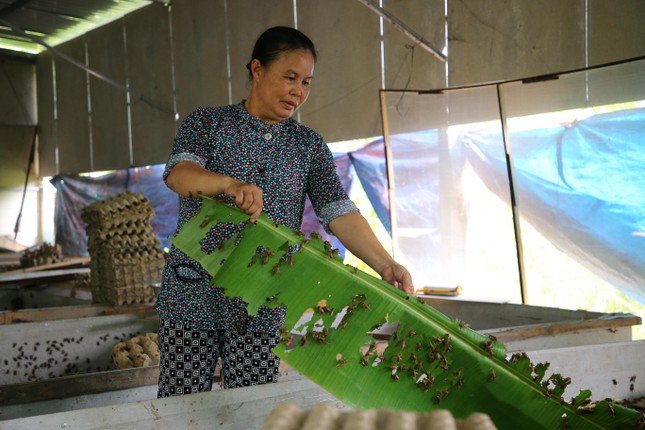 Mỗi ngày ăn 2 lần, thức ăn của dế rất đơn giản như lá chuối, rau, cỏ...