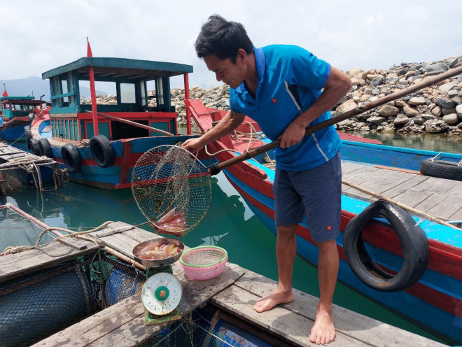 Những con mực sống và bơi trong bè, khi nào có khách thì chủ nhà hàng mới dùng vợt để bắt.