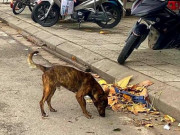 Tin tức trong ngày - Bắt chó thả rông: ‘Đau đầu’ tìm nơi nhốt giữ