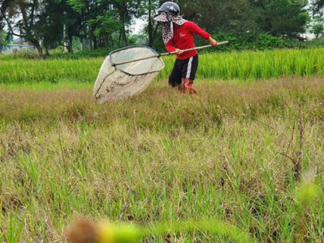 Săn ”tôm bay” trên đồng, kiếm tiền triệu mỗi ngày